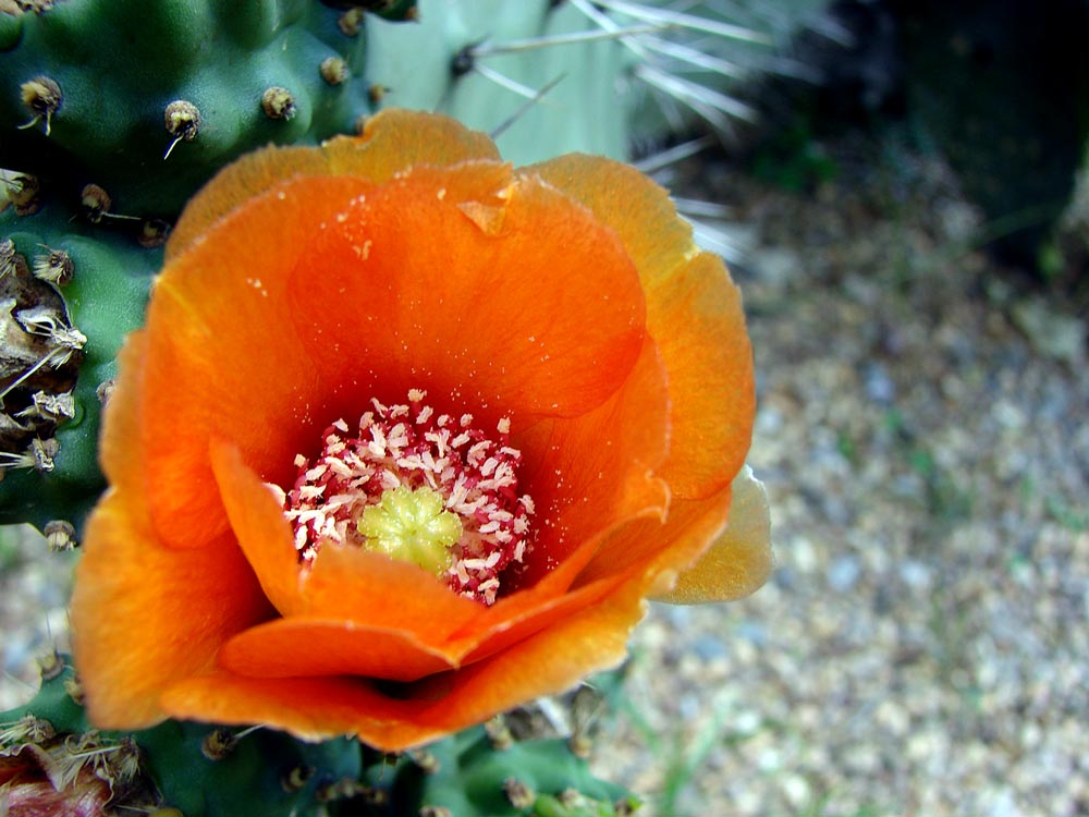Opuntia_bisetosa